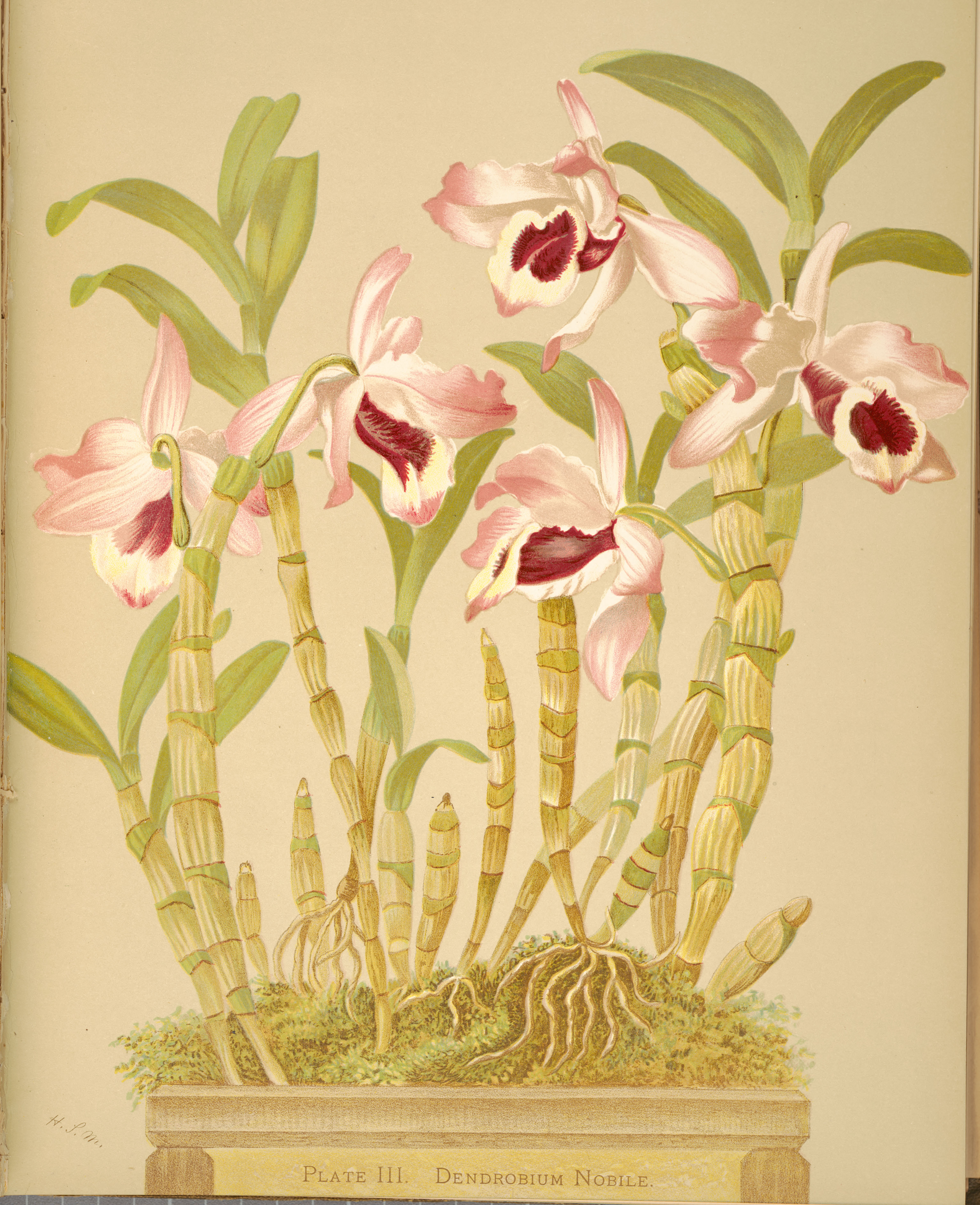 Orchids: Royal Family of Plants by
                          Harriet Stewart Miner 1885