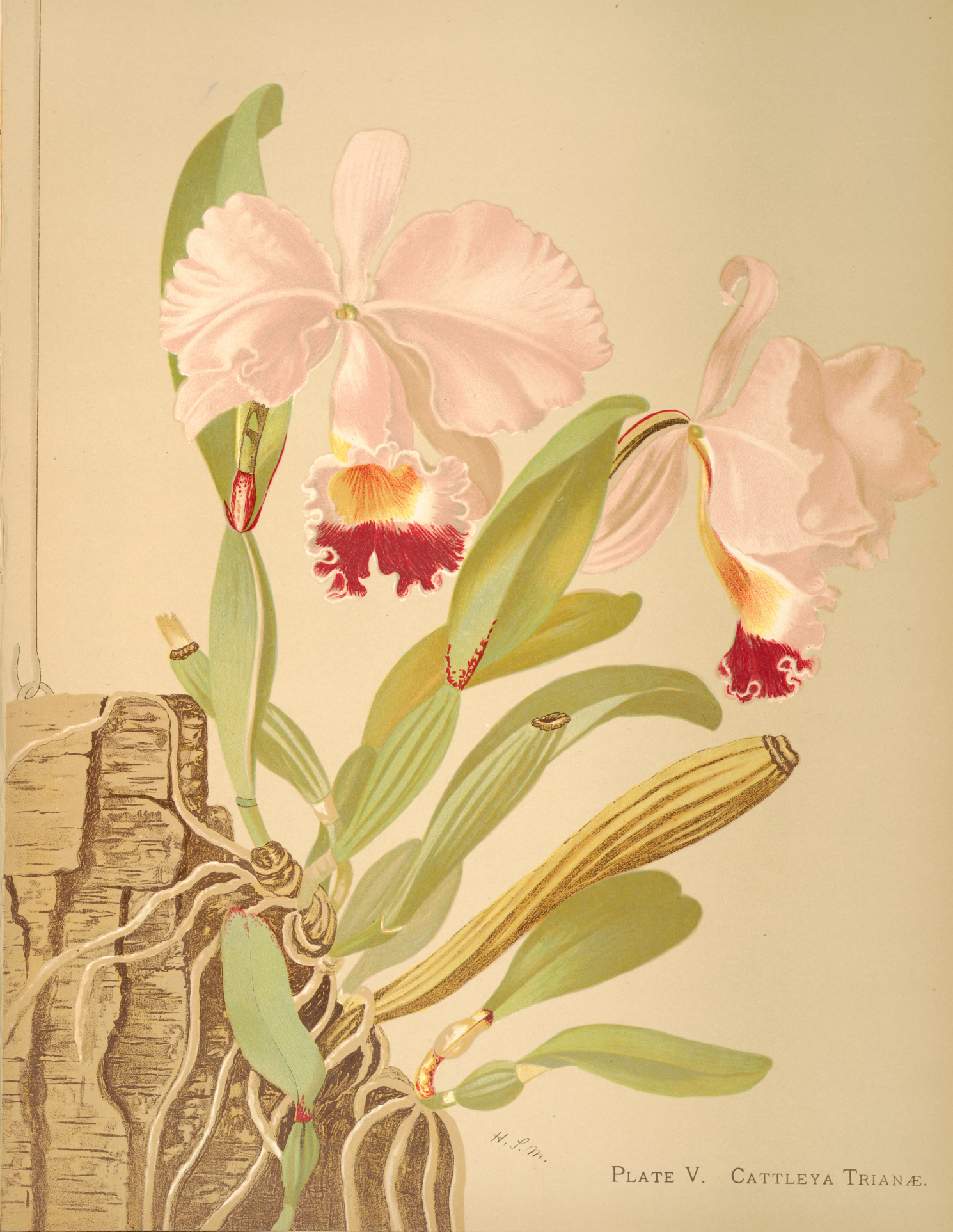 Orchids-Royal_Family_of_Plants-Harriet_Stewart_Miner_Page_036.jpg