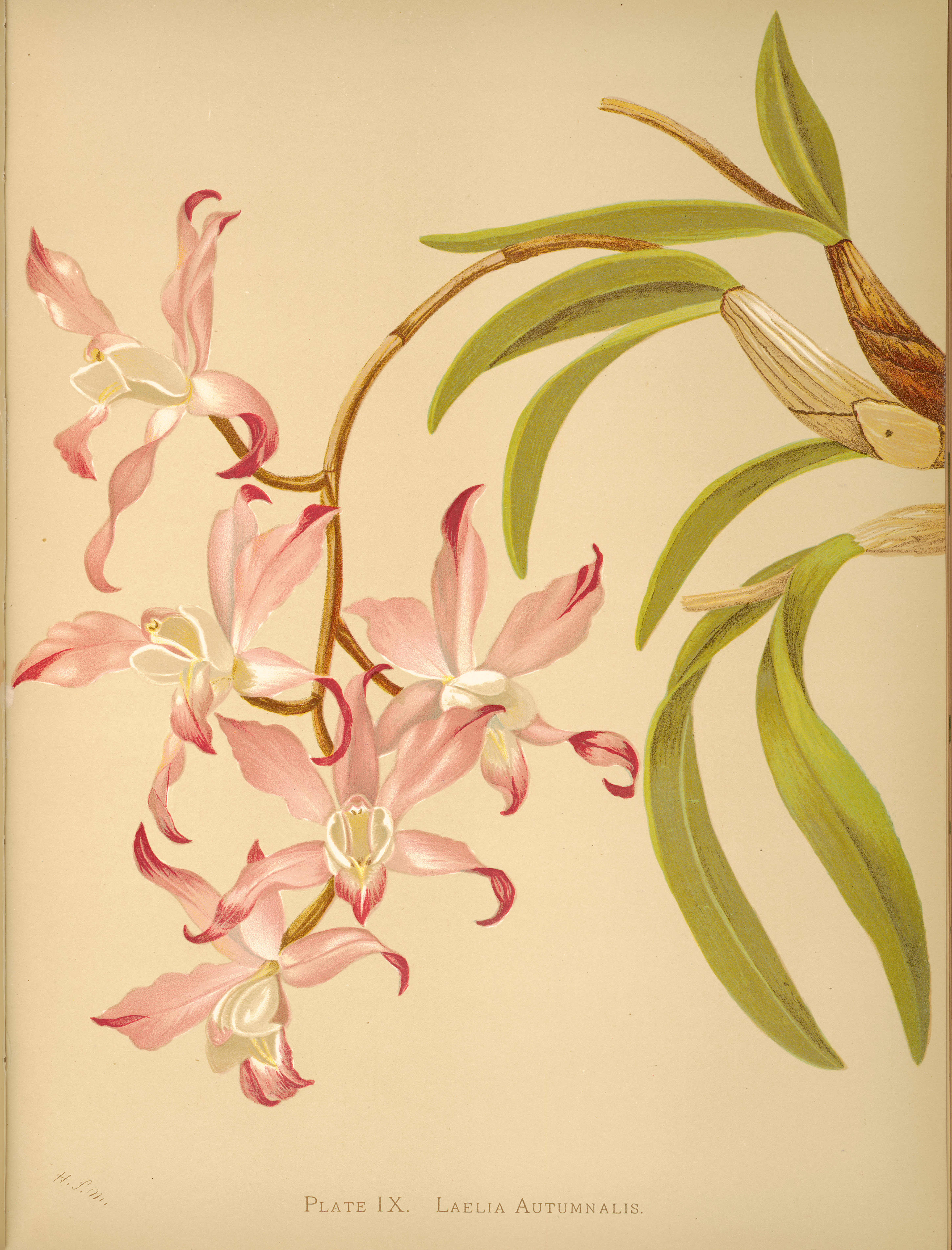 Orchids: Royal Family of Plants by
                          Harriet Stewart Miner 1885