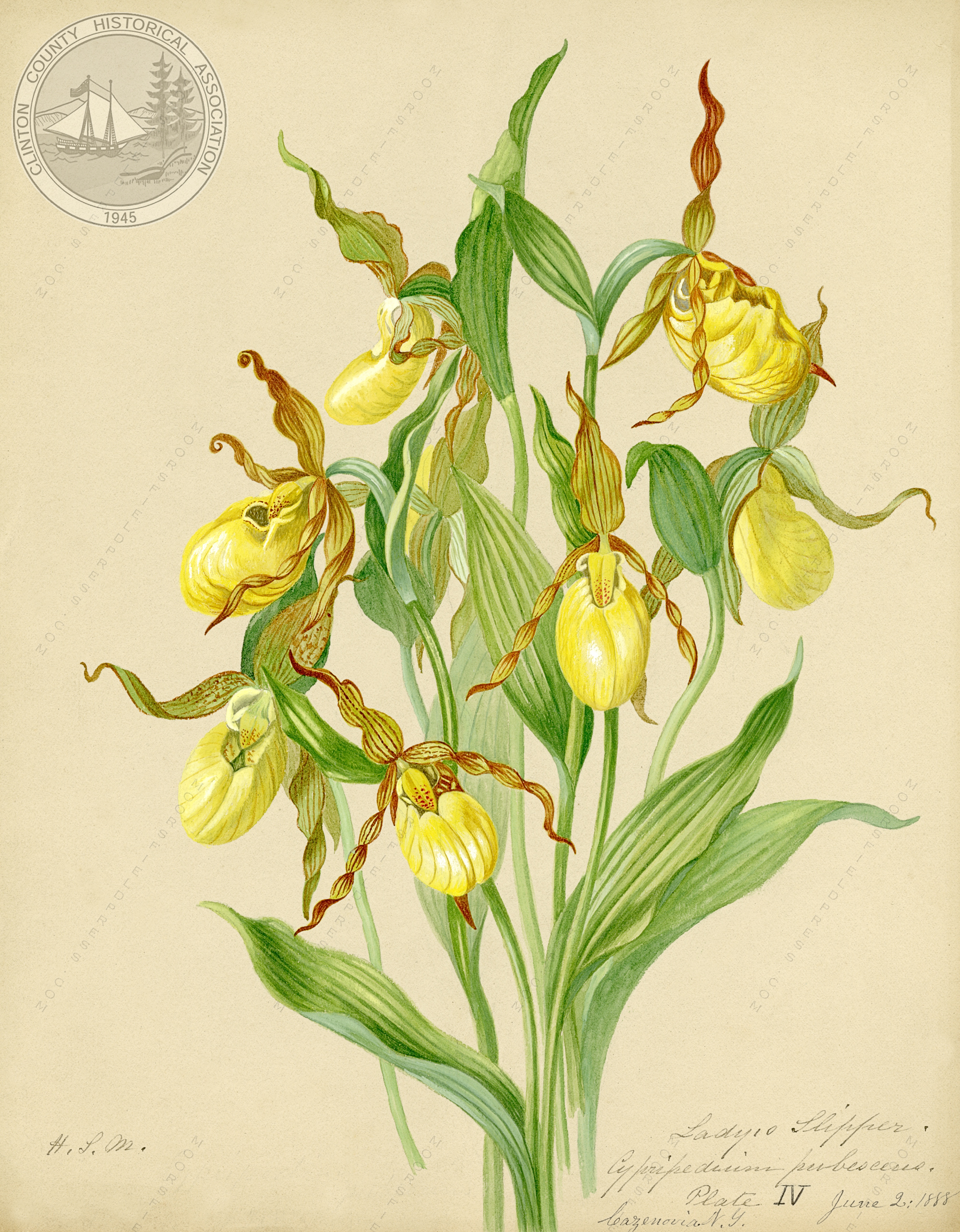 Harriet Stewart Miner flower watercolor
                        painting