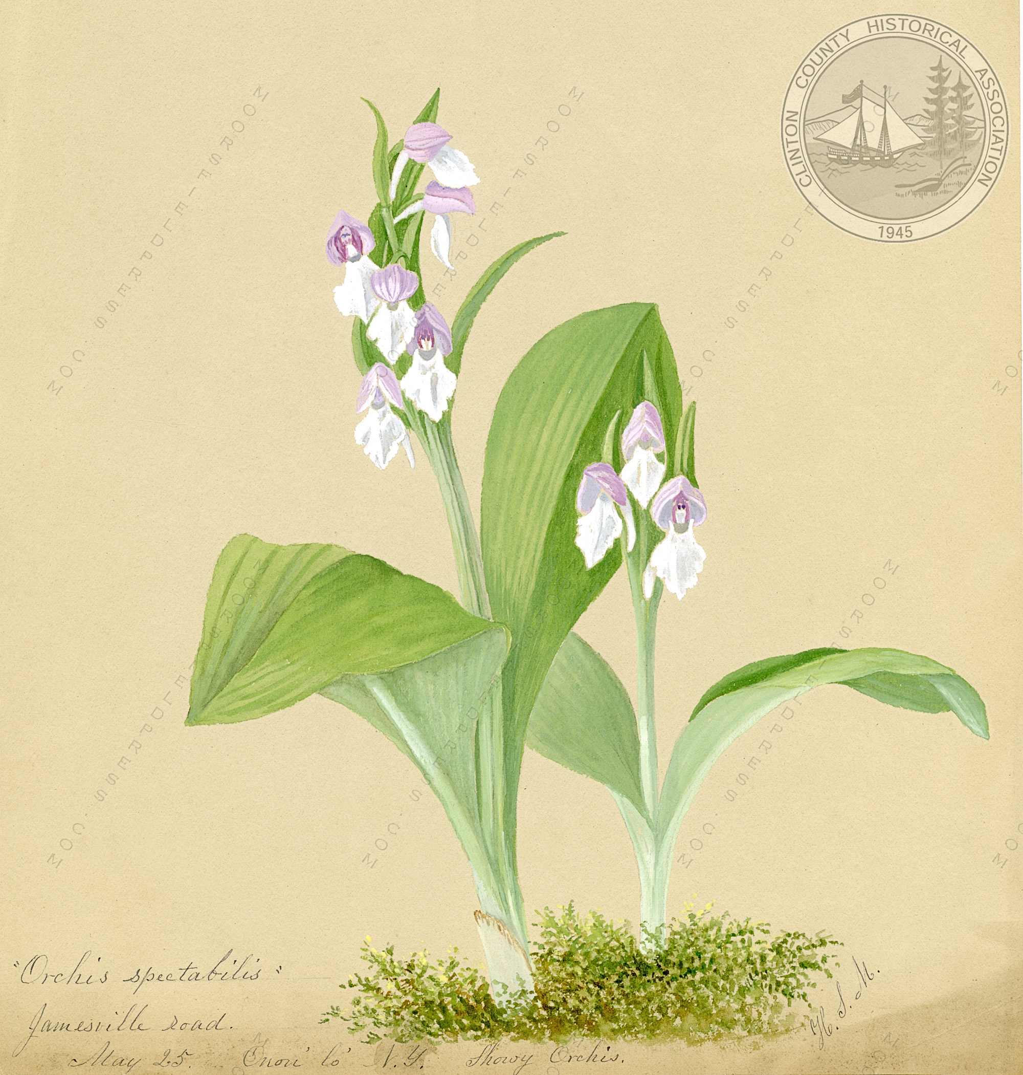 Harriet Stewart Miner flower watercolor
                        painting